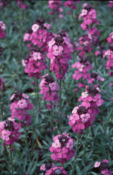 Erysimum Bowles Mauve (5cm plug)