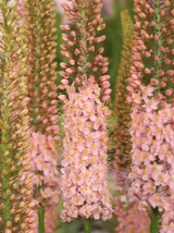 Eremurus Romance (Bulbs)