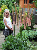 Eremurus Romance (Bulbs)