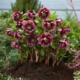 Helleborus orientalis 'Double Red'
