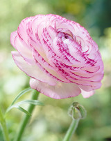 Ranunculus Picotee Pink 6-7cm