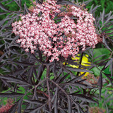 Sambucus nigra 'Black Lace'