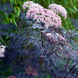 Sambucus nigra Black Lace (3 Litre Pot)