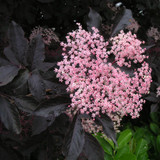 Sambucus nigra 'Black Lace'