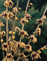 Chimonanthus praecox (3 Litre Pot)