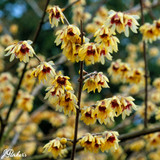 Chimonanthus praecox (3 Litre Pot)