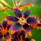 Lilium Forever Susan