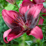 Lilium Purple Eye 14-16cm