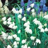 Leucojum Aestivum 7-8cm