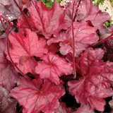 Heuchera Fire Chief (7cm Powerliner)