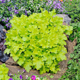 Heuchera Lime Marmalade (7cm Powerliner)