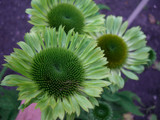 Echinacea Green Jewel (7cm Module)