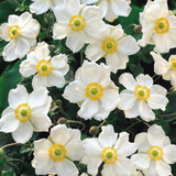 Anemone Honorine Jobert P8