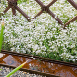 Gypsophila repens 'Alba'