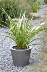 Phormium Cream Delight (9cm Pot)