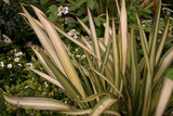 Phormium Cream Delight (9cm Pot)
