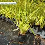 Phormium Cream Delight (9cm Pot)
