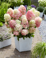 Hydrangea paniculata Diamant Rouge 12cm Pot