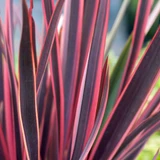 Phormium Sundowner (9cm Pot)