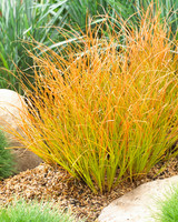 Carex testacea 'Prairie Fire' (7cm Pot)