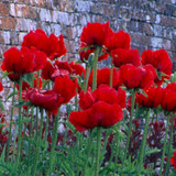 Papaver orientale 'Beauty of Livermere'