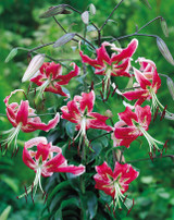 Lilium Speciosum Black Beauty 14-16cm