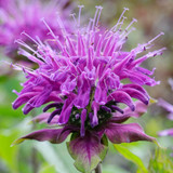 Monarda Prarienacht (Potted)