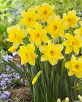 Narcissus Carlton