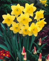 Narcissus 'Fortune'