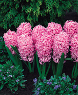 Prepared Hyacinth Pink Pearl