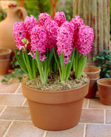 Prepared Hyacinth Pink Pearl