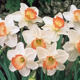 Narcissus 'Pink Charm'
