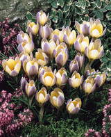 Crocus chrysanthus 'Advance'