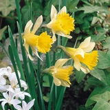 Narcissus lobularis