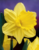 Daffodil Gigantic Star