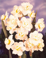 Daffodil Cheerfulness DN3