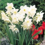Narcissus Tresamble 8/10cm