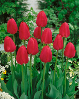 Tulip Spring Song