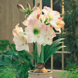 Amaryllis Apple Blossom 30cm+