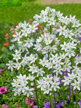 Triteleia hyacinthina