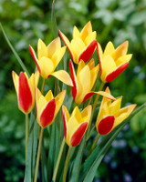 Tulip Clusiana var. Chrysantha