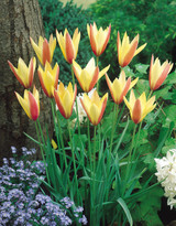 Tulip Clusiana var. Chrysantha