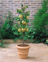 Dwarf Pear Lilliput