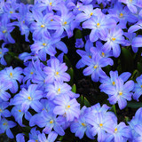 Chionodoxa forbesii