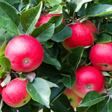 Apple Discovery