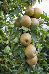 Apple Egremont Russet