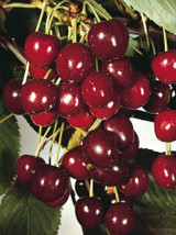 Cherry 'Morello'