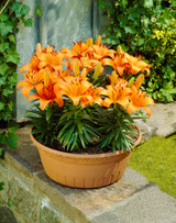 Lily Orange Pixie