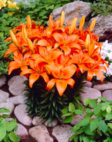 Lily Orange Pixie