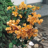 Bougainvillea Orange